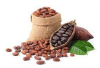 Premium Quality Dried Coca Beans In Good Price