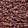 Premium Quality Dried Coca Beans In Good Price