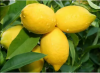 Top-Quality Fresh Juicy Lemons Fruit / Citrus Fruit