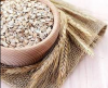 100%Fresh Organic Oats For Exports