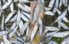 Best Dry Stock Fish Dr...
