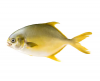 Good Exporter Butterfish Frozen Fish Golden Pomfret