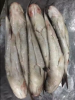  High quality Frozen Grey Mullet Fish