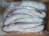  High quality Frozen Grey Mullet Fish