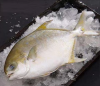 Good Exporter Butterfish Frozen Fish Golden Pomfret