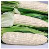 Factory Price Dried White Corn Maize