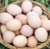 Fresh Chicken Eggs / Round Table Eggs for Sale