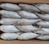 Fresh Fish / Shad Fish For Sale