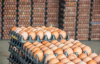 Fresh Chicken Eggs / Round Table Eggs for Sale