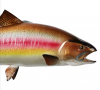 Fresh Rainbow Trout Fish from Netherland