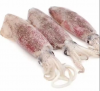 High Quality Fresh Squid Seafood For Sale