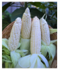 Factory Price Dried White Corn Maize