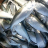 Fresh Fish / Shad Fish For Sale