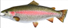 Fresh Rainbow Trout Fish from Netherland