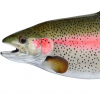 Fresh Rainbow Trout Fish from Netherland