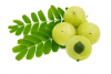 100% Fresh Organic Amla Fruits / Nutritious Fruit