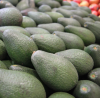 Organic Fresh Avocado - Tropical Fruit Competitive Price 