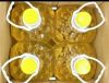 sun flower oil,cooking oil,,Vegetable Oil,Avocado Oil,canola oil