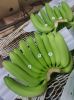 Banana, Cavendish Bananas, Fresh Green Cavendish Bananas