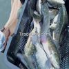 Frozen Tilapia Fish Wh...