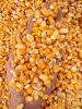 Cut Maize/ Broken Corn Feed â KTIMEX Brand - Vietnam Original