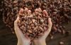 cocoa beans 