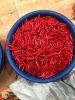 Fresh Chili