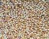 Sesame Seeds (Sesamum ...