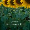 Sunflower Oil