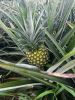 Fresh pineapple