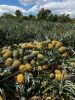 Fresh pineapple
