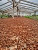 Natural Dry Cocoa Bean...