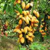Natural Dry Cocoa Bean...