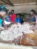 Natural Dry Cocoa Bean...