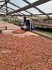 Natural Dry Cocoa Bean...