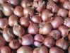 Fresh Shallot