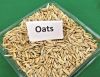 Oats Seed