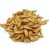 Oats Seed