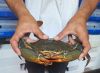 MUD CRAB