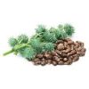 Castor Seeds