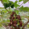 Castor Seeds