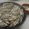 Sunflower Seed NO.363