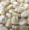 Grade 1 White Corn/Maize