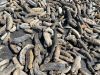 dried sea cucumbers