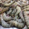 Frozen shrimp