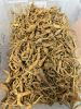 Wild Ginseng