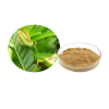 Natural Pure  Cassia Nomame Extract Powder Cassia nomame (sibe.)Kitagawa Extract 20:1