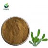 100% Natural Hoodia Cactus Extract Nopal Cactus Extract 20: 1