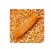 MAIZE CORN 