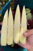 FROZEN BABY CORN